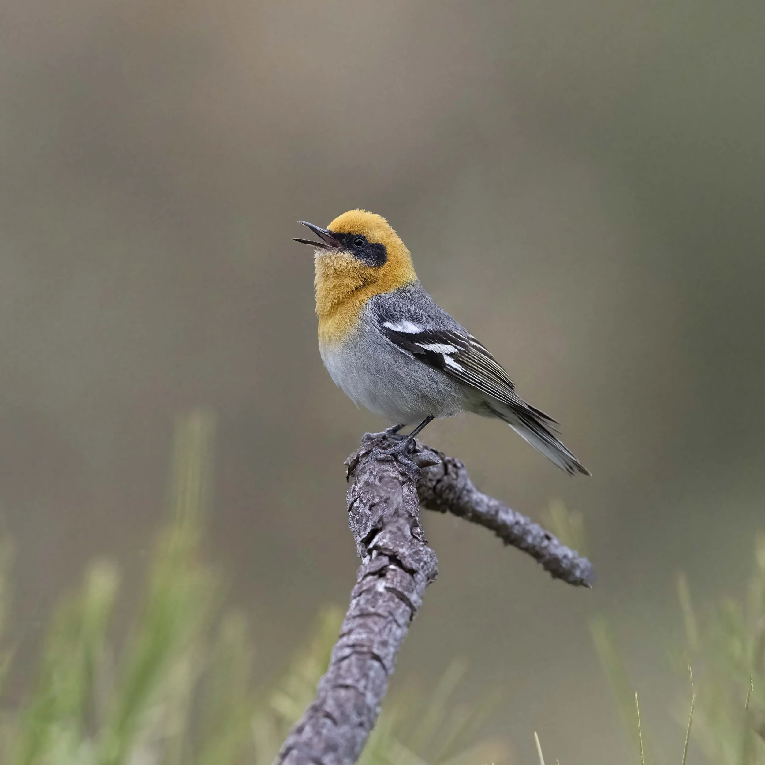 Olive_Warbler_Z097968.jpg