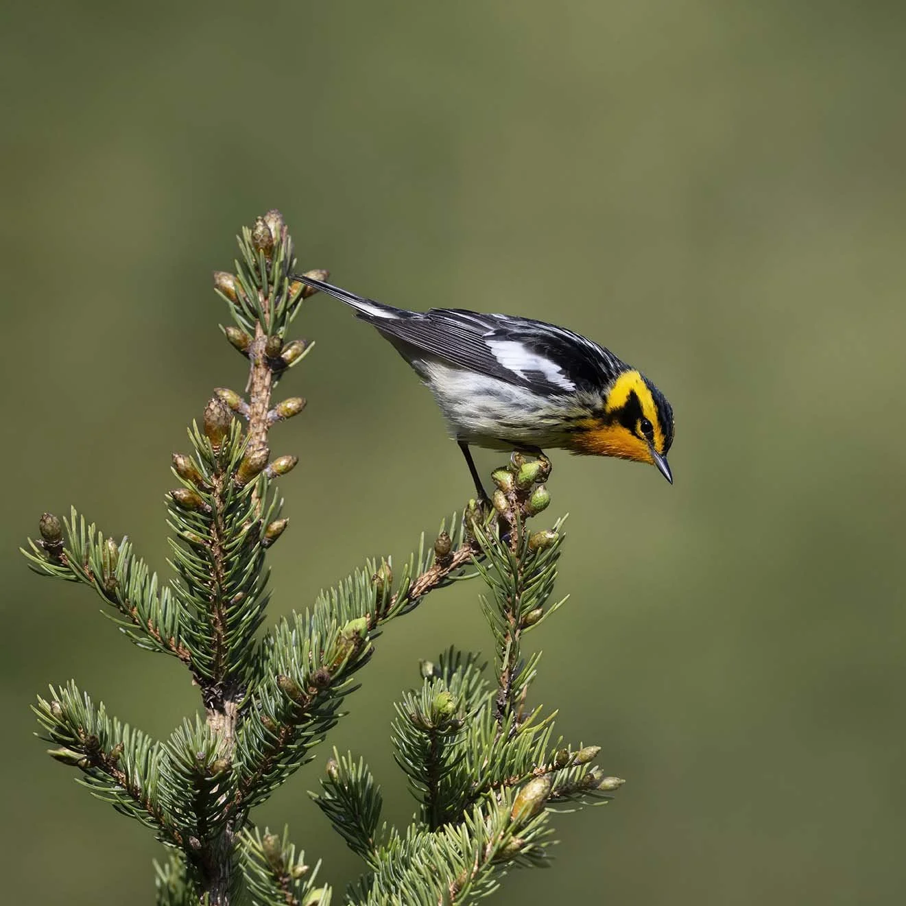 Blackburnian_Warbler_Z099647.JPG