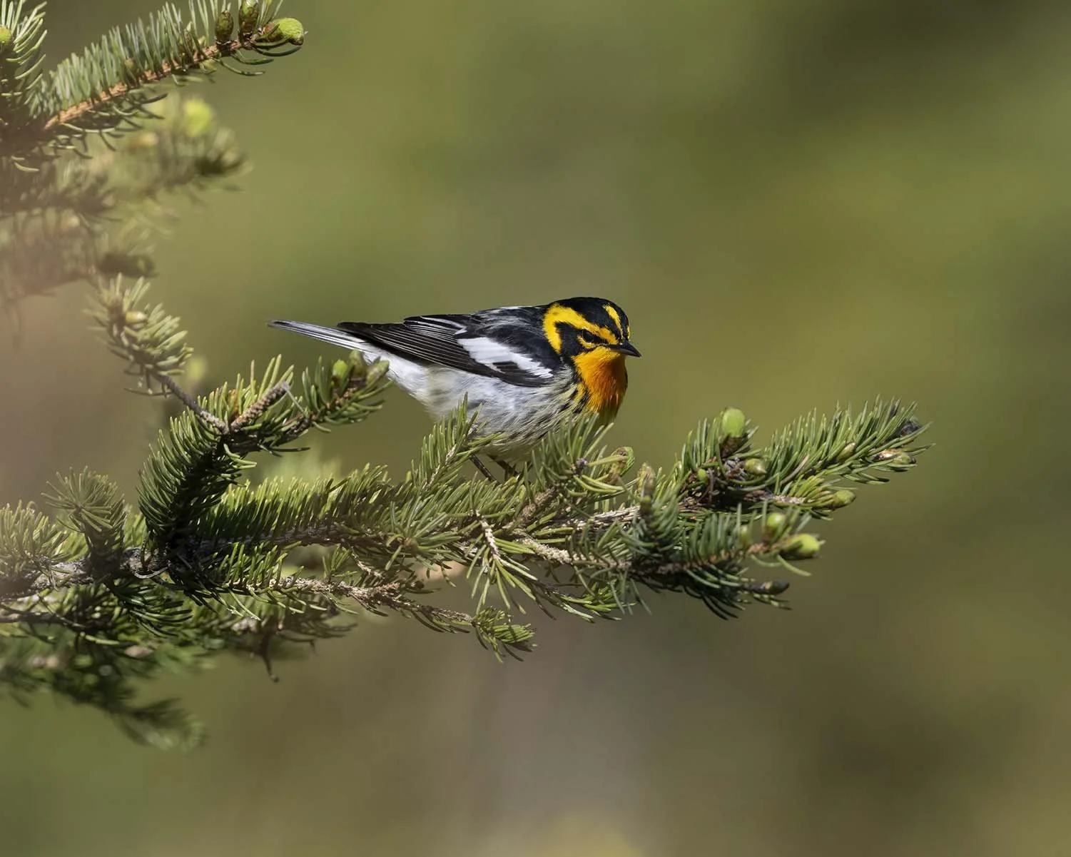 Blackburnian_Warbler_Z099658.JPG