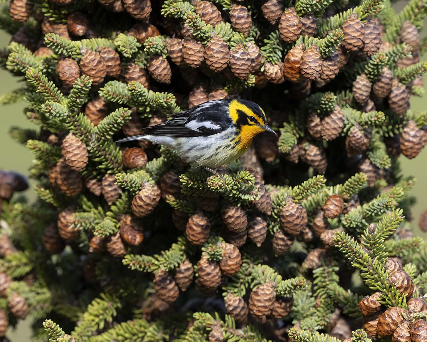 Blackburnian_Warbler_Z099733.JPG
