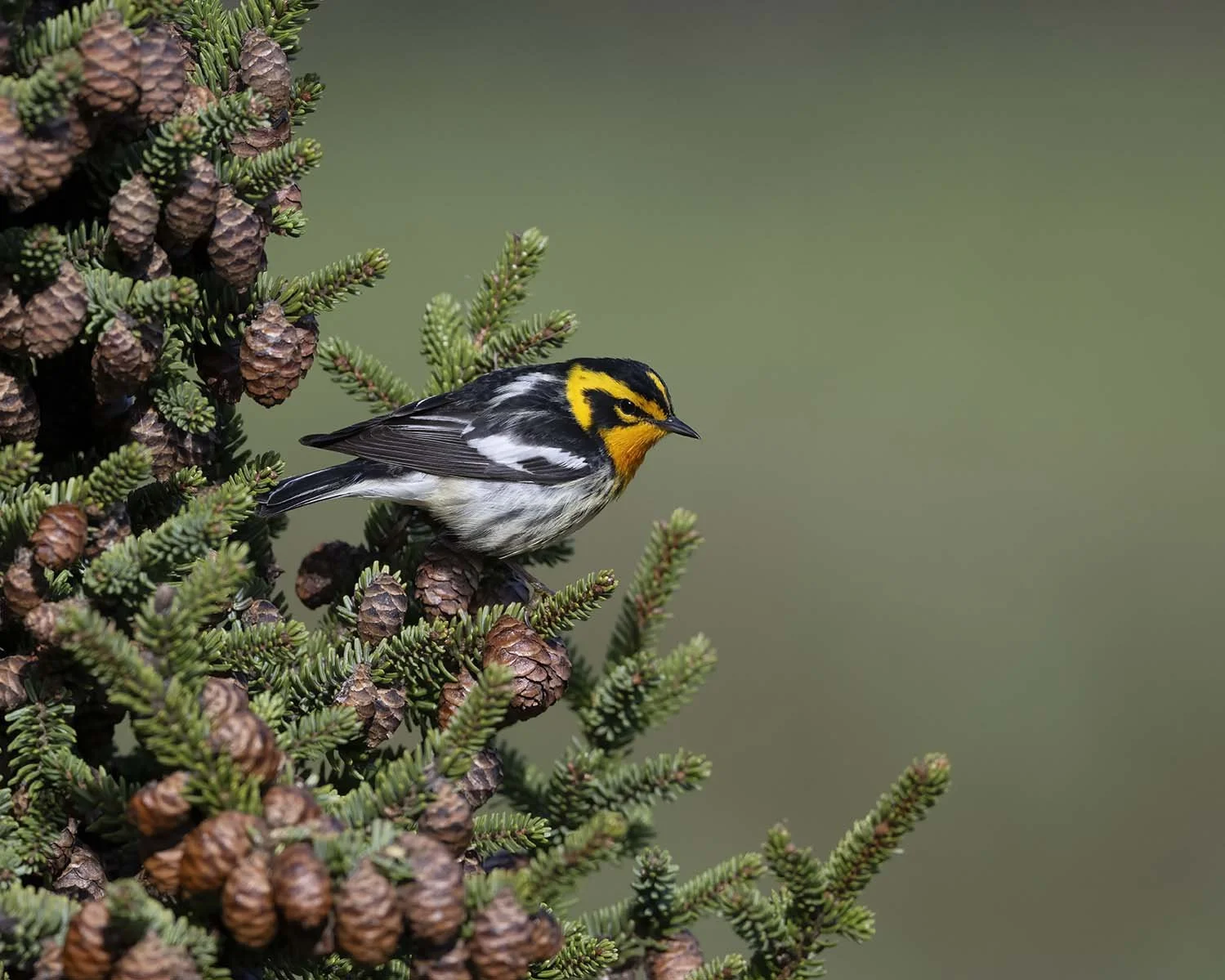 Blackburnian_Warbler_Z099762.JPG