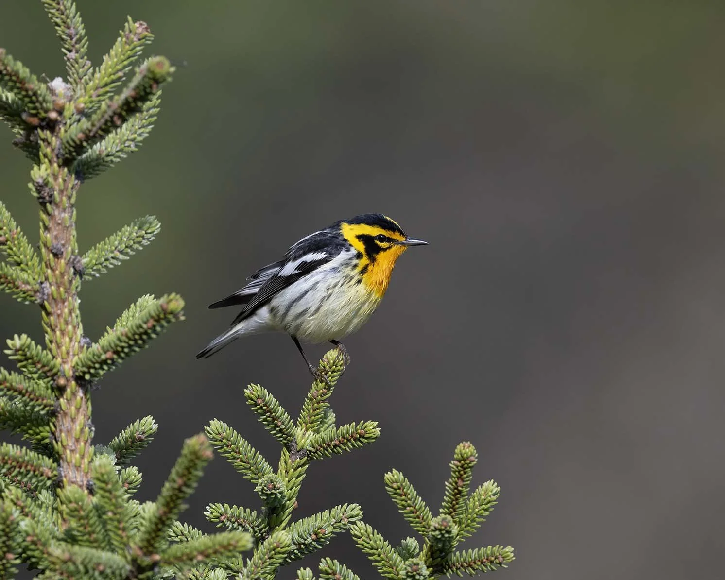 Blackburnian_Warbler_Z099786.JPG