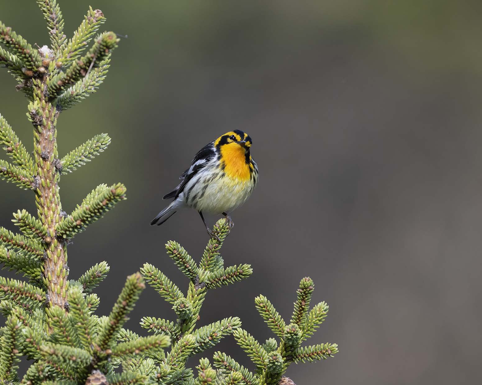 Blackburnian_Warbler_Z099816.JPG