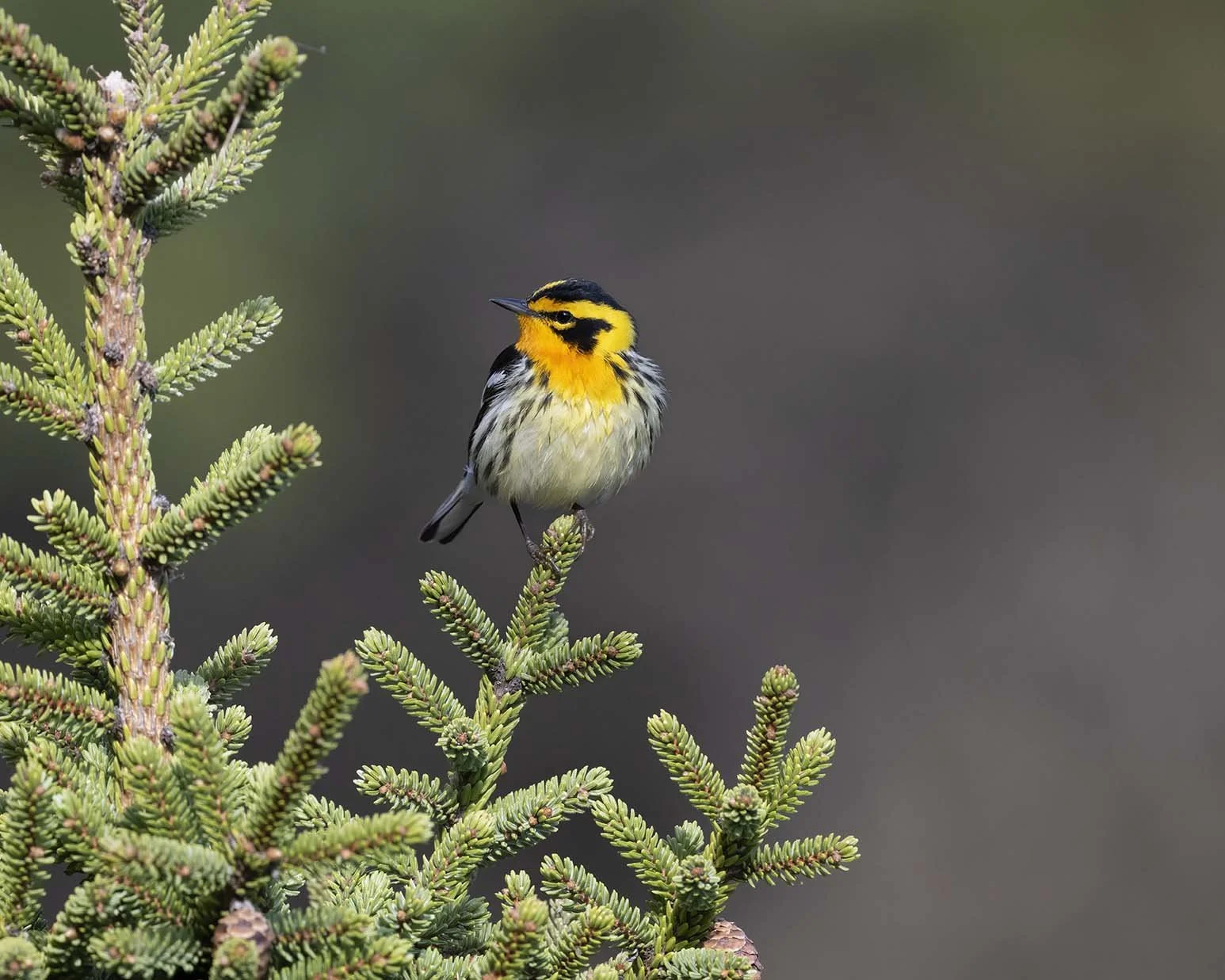 Blackburnian_Warbler_Z099825.JPG