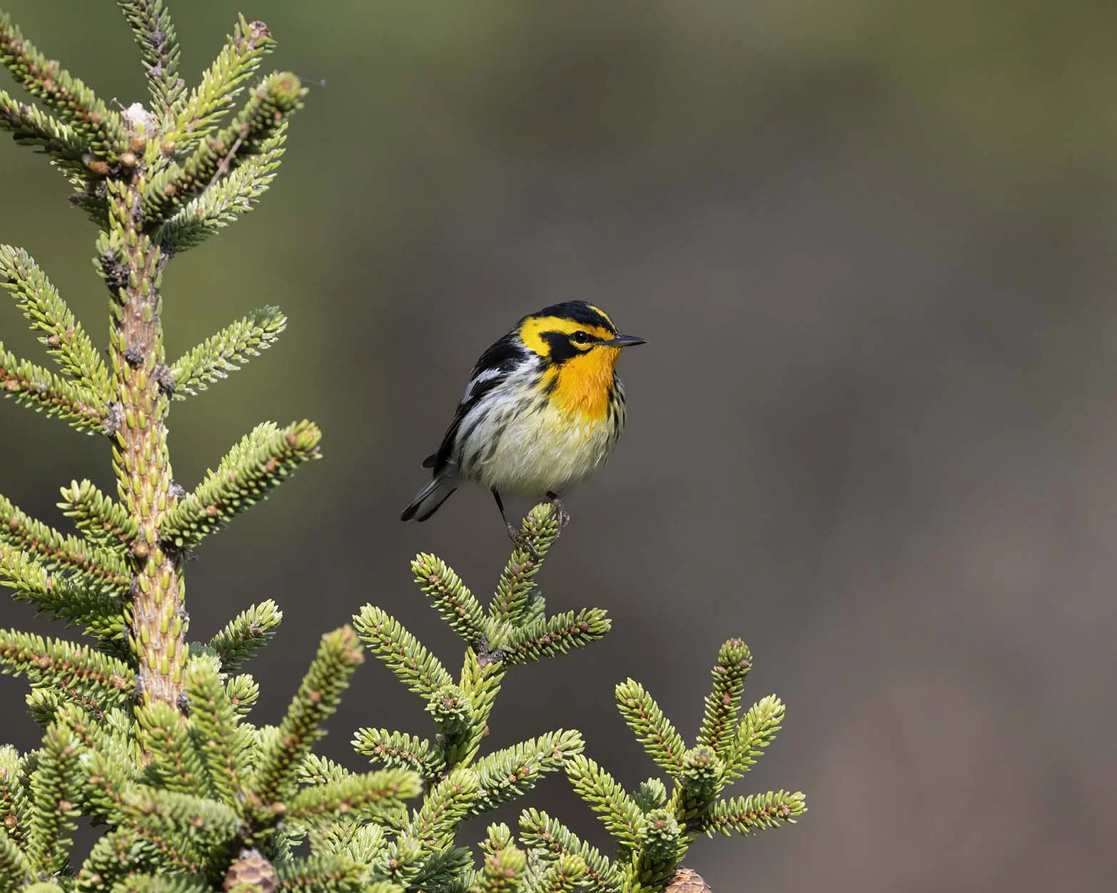 Blackburnian_Warbler_Z099827.JPG