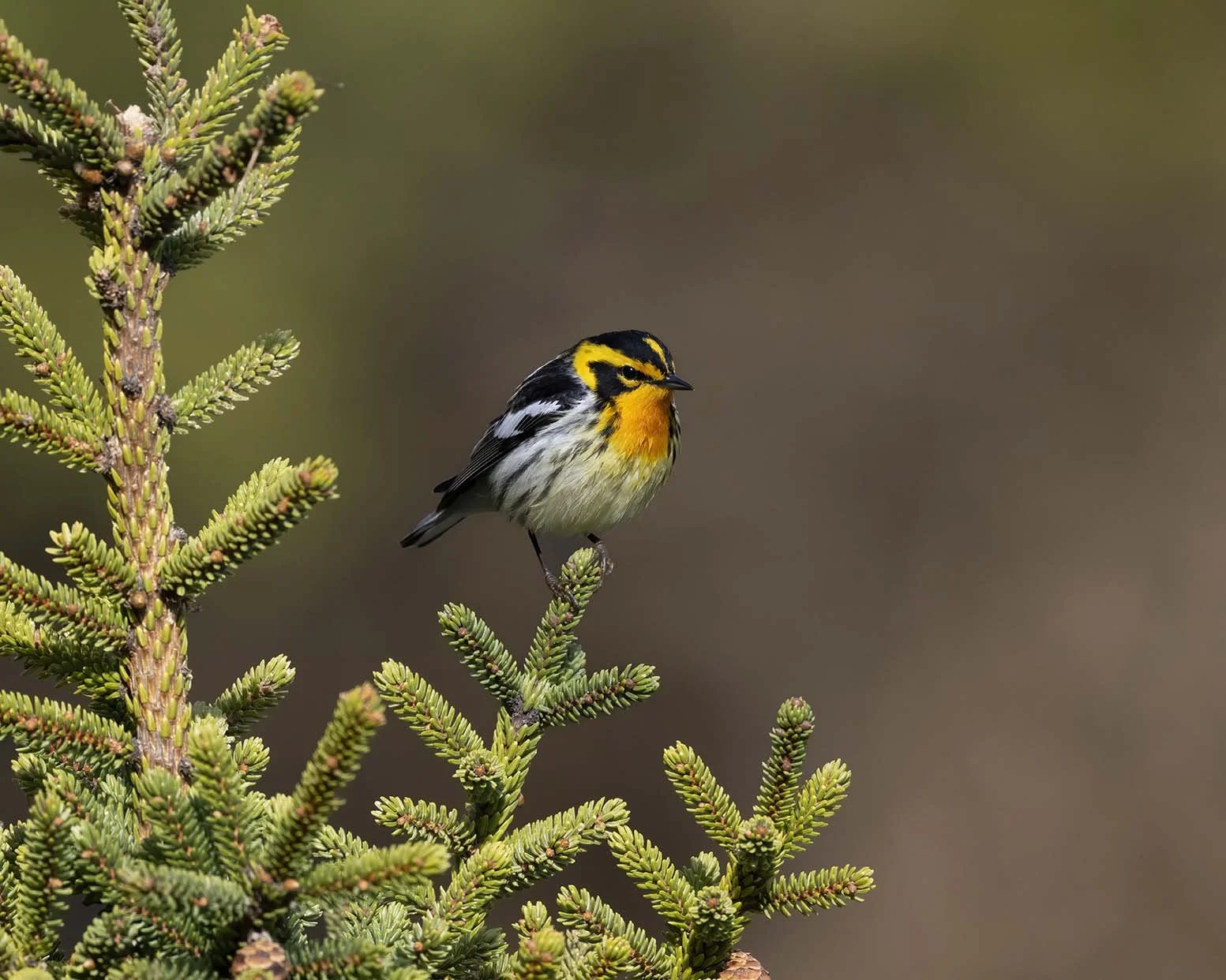 Blackburnian_Warbler_Z099833.JPG