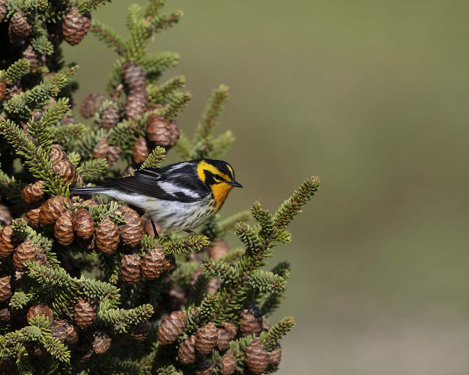 Blackburnian_Warbler_Z099865.JPG