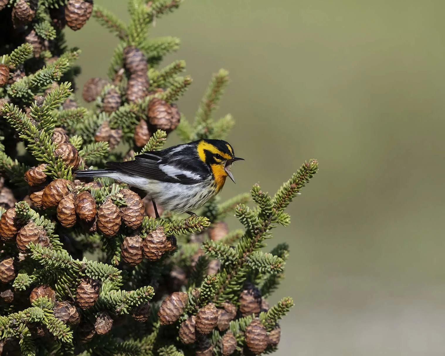 Blackburnian_Warbler_Z099867.JPG