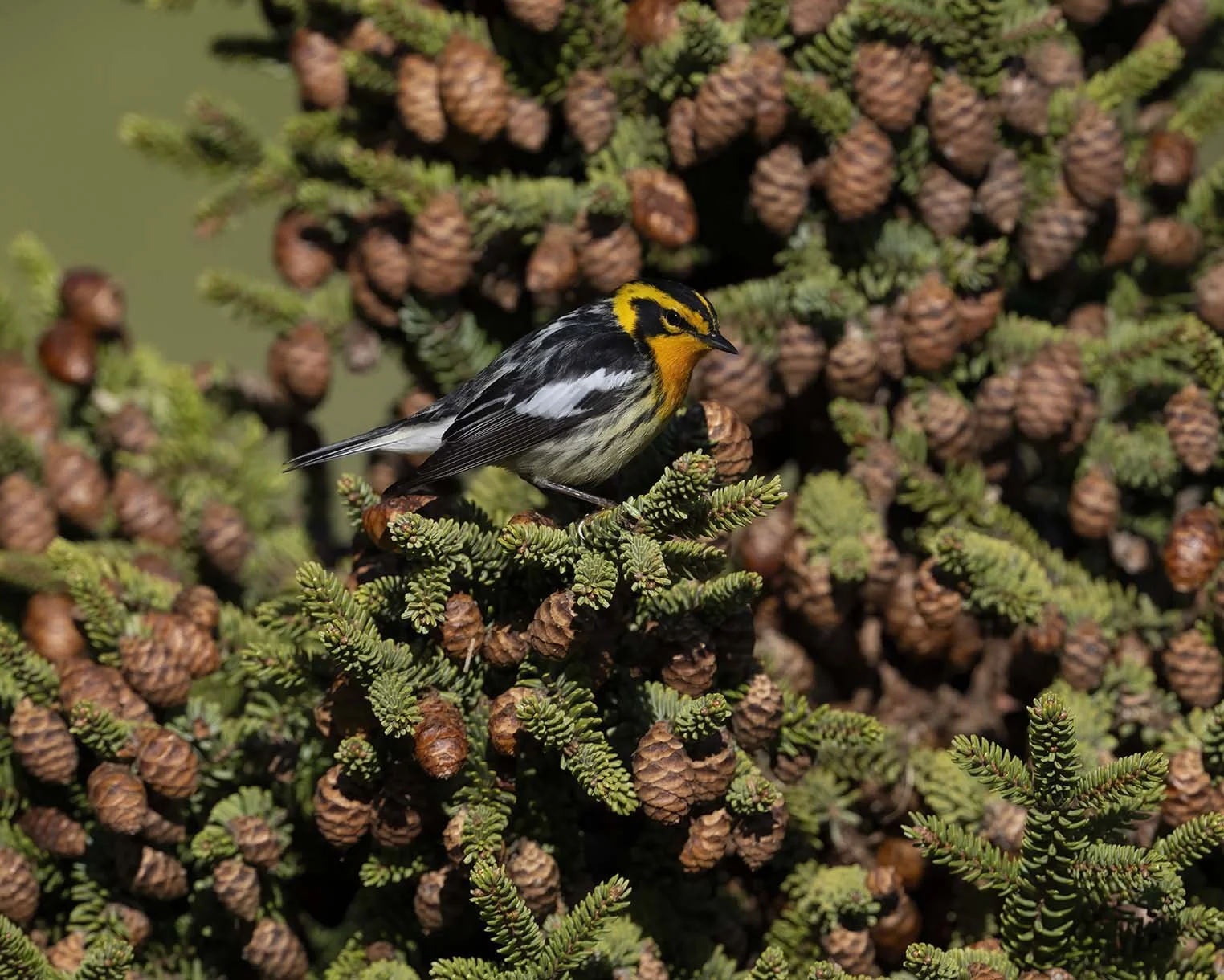 Blackburnian_Warbler_Z099981.JPG