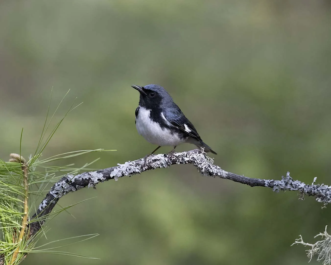 Black-throated_Blue_Warbler_Z090961.JPG