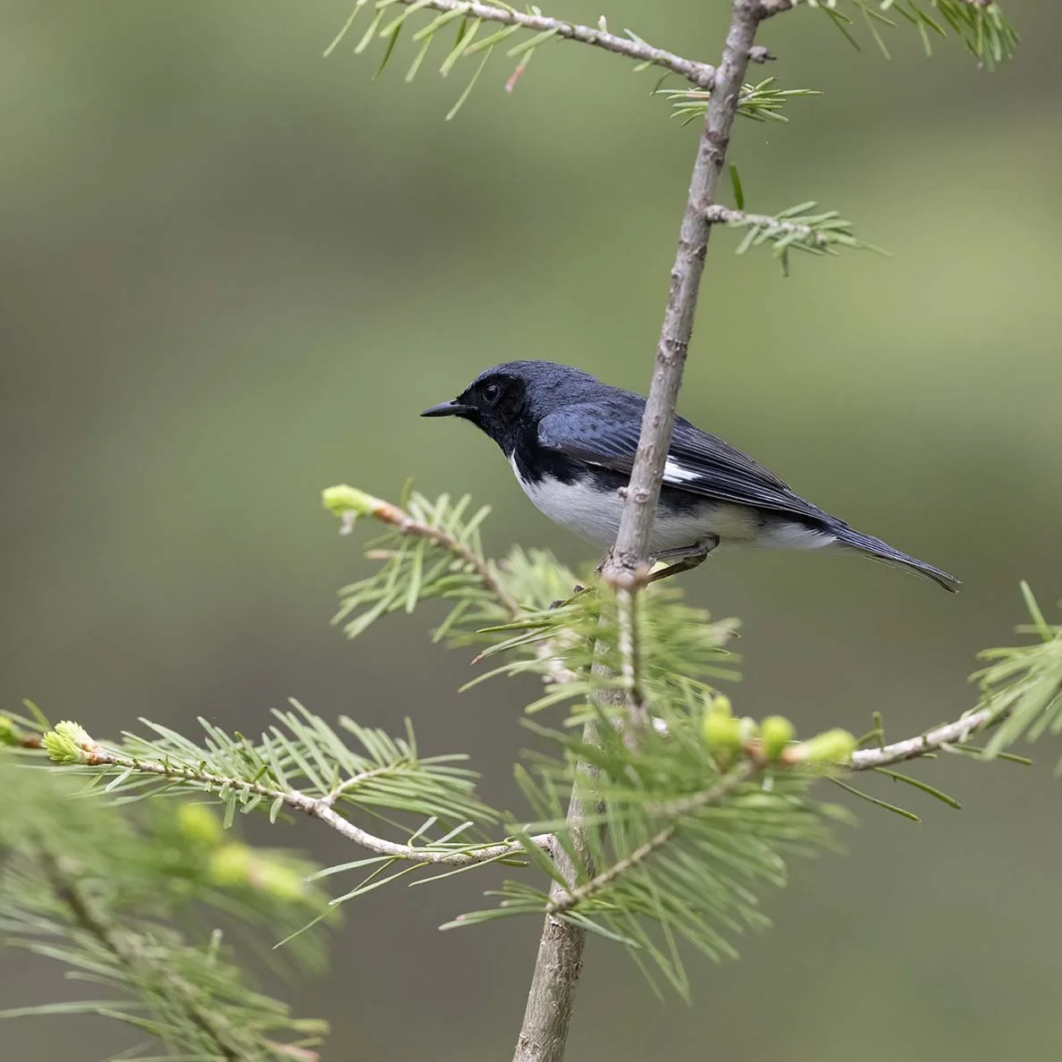 Black-throated_Blue_Warbler_Z091027.JPG