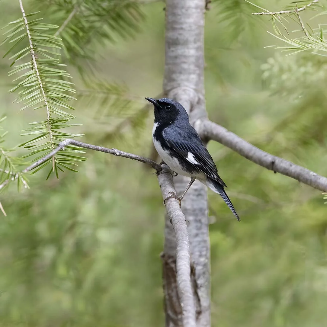 Black-throated_Blue_Warbler_Z091054.JPG