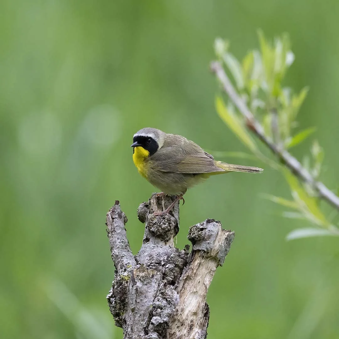 Common_Yellowthroat_Z098294.JPG