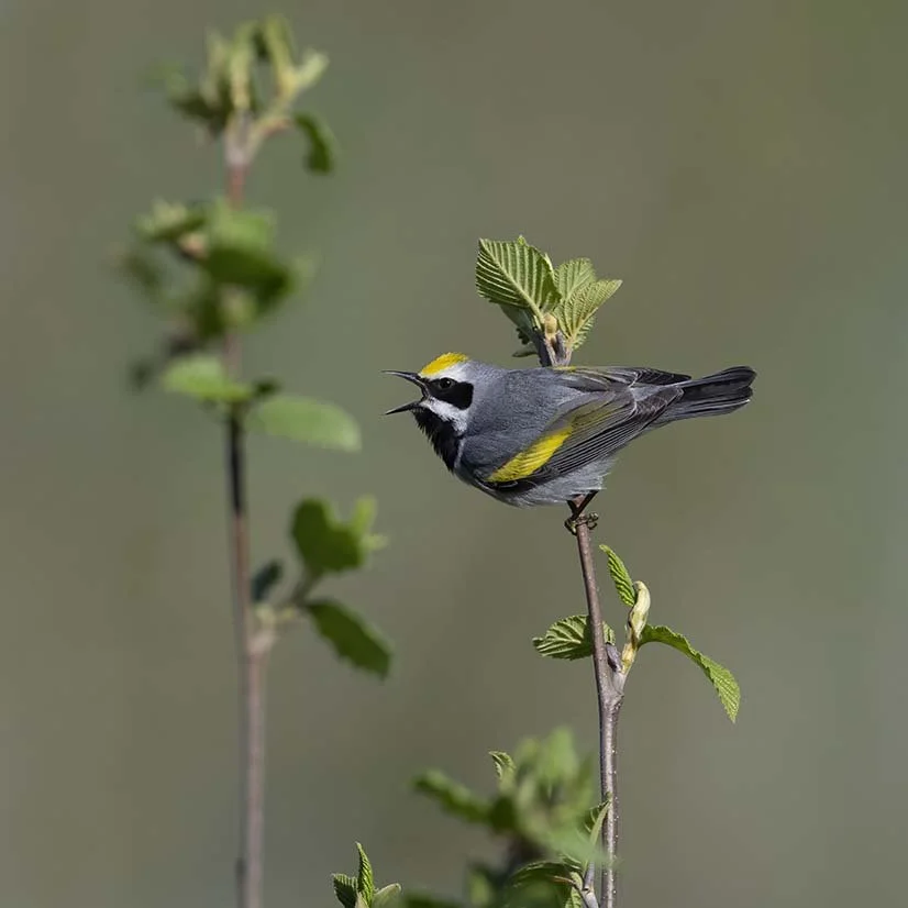 Golden-winged_Warbler_Z091719.JPG