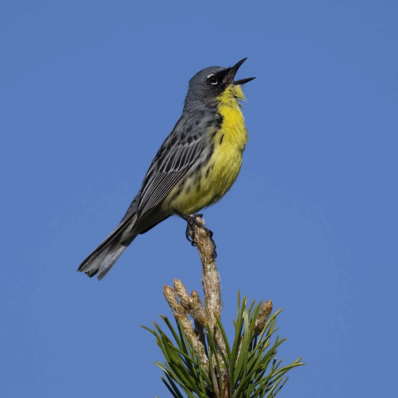 Kirtland's_Warbler_Z092106.JPG