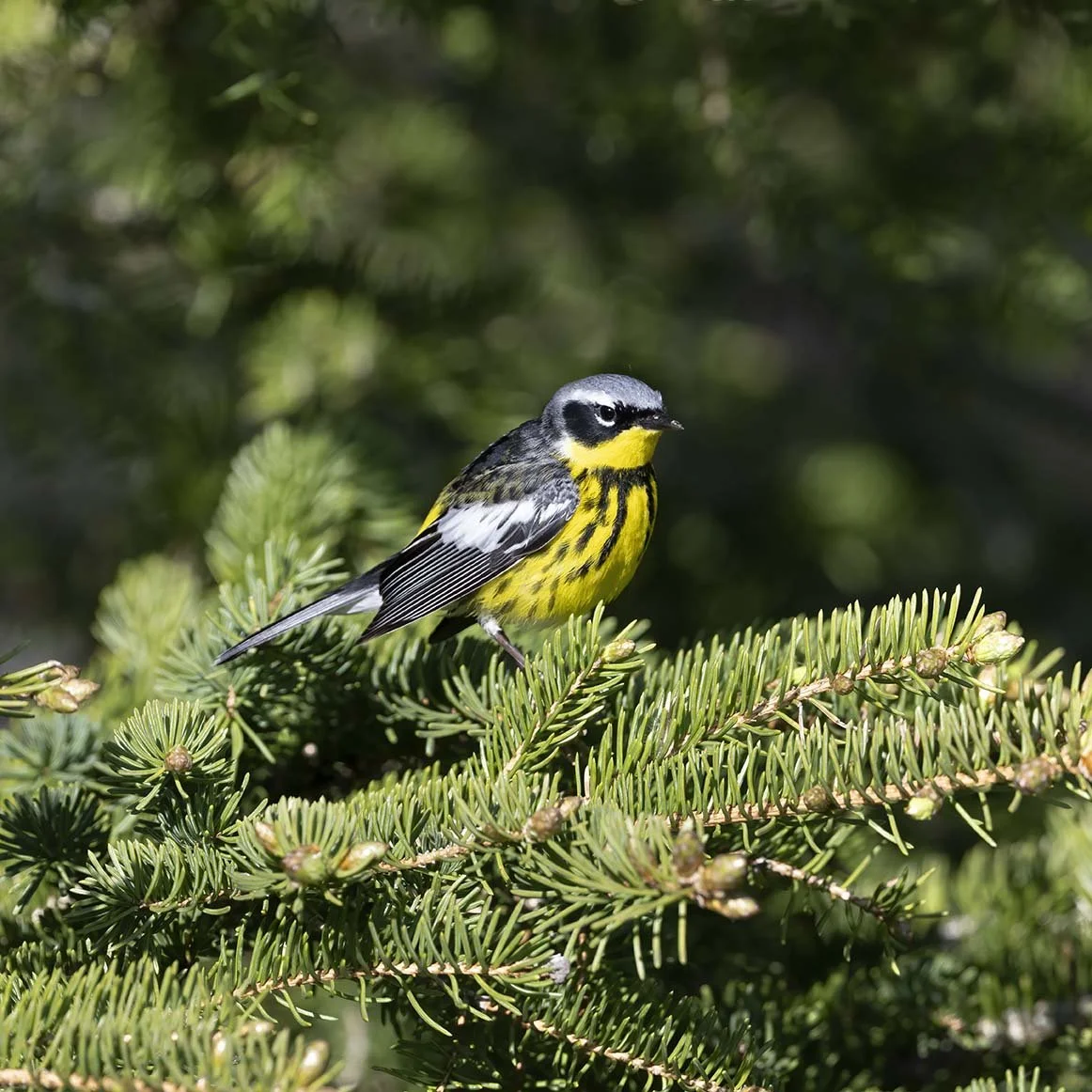 Magnolia_Warbler_Z091424.JPG