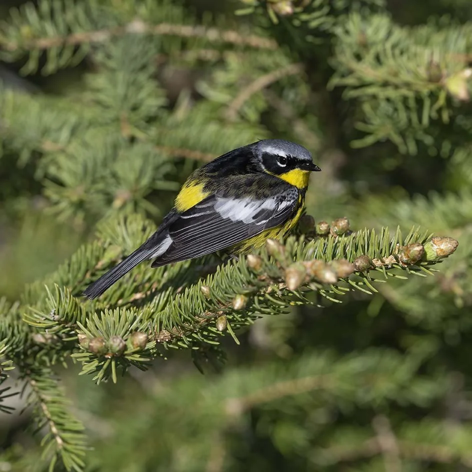 Magnolia_Warbler_Z091498.JPG