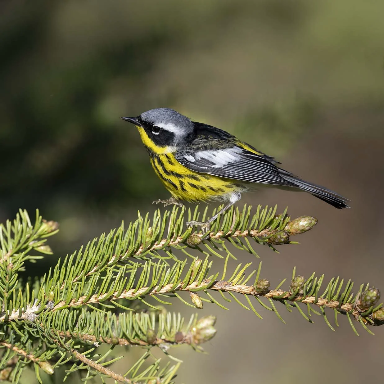 Magnolia_Warbler_Z091542.JPG