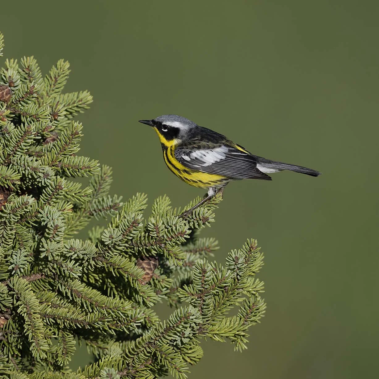 Magnolia_Warbler_Z091556.JPG
