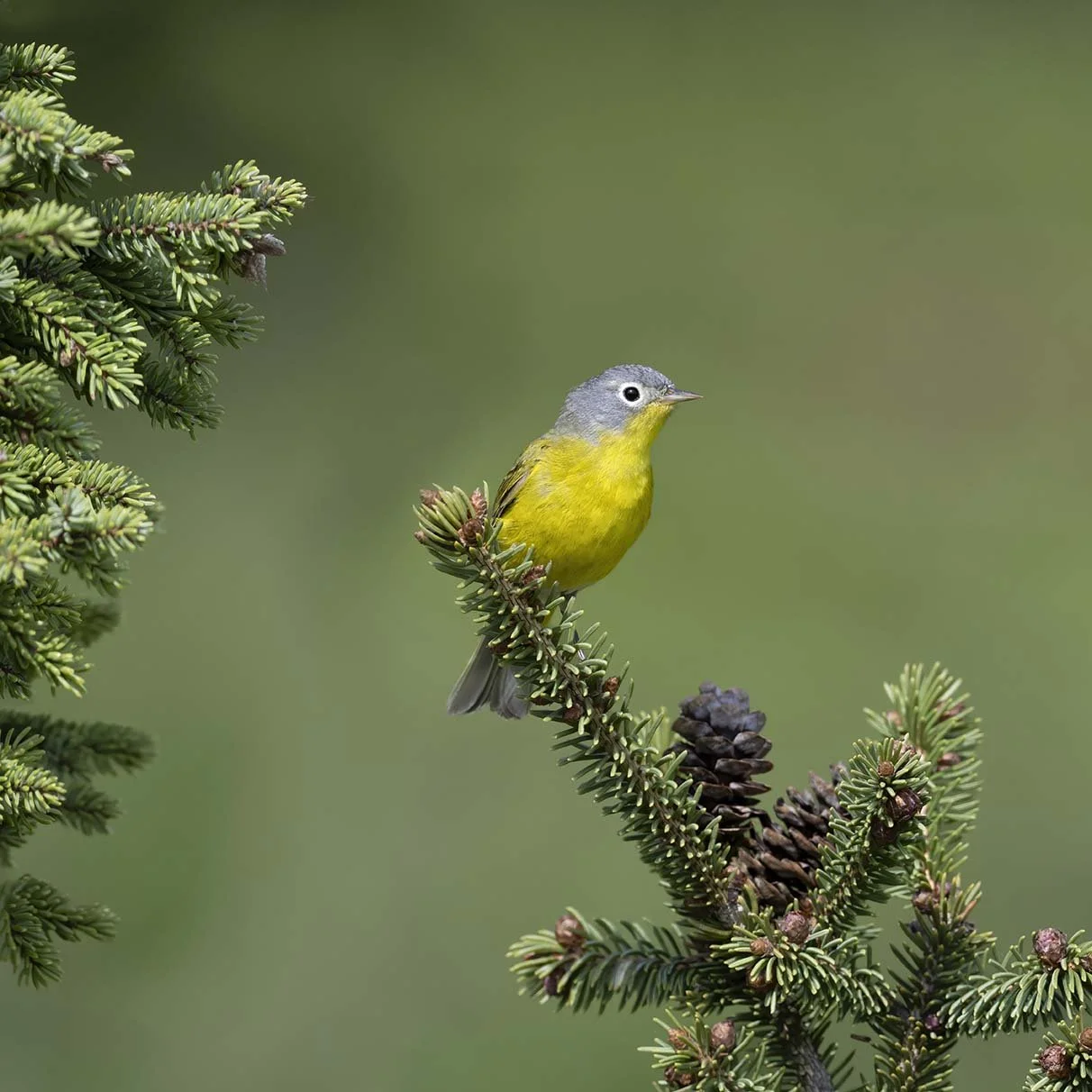 Nashville_Warbler_Z092293.JPG