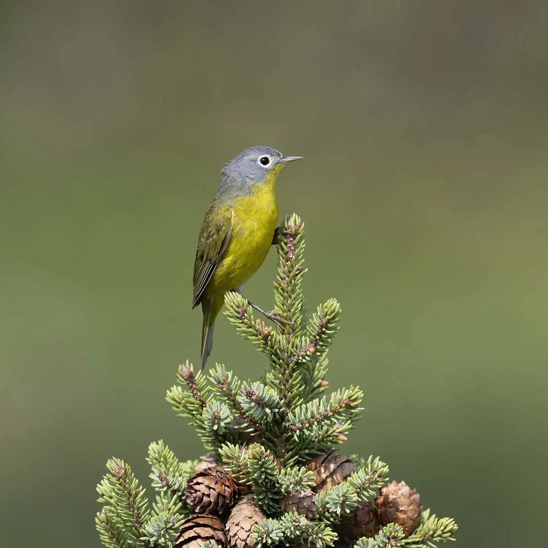 Nashville_Warbler_Z092363.JPG