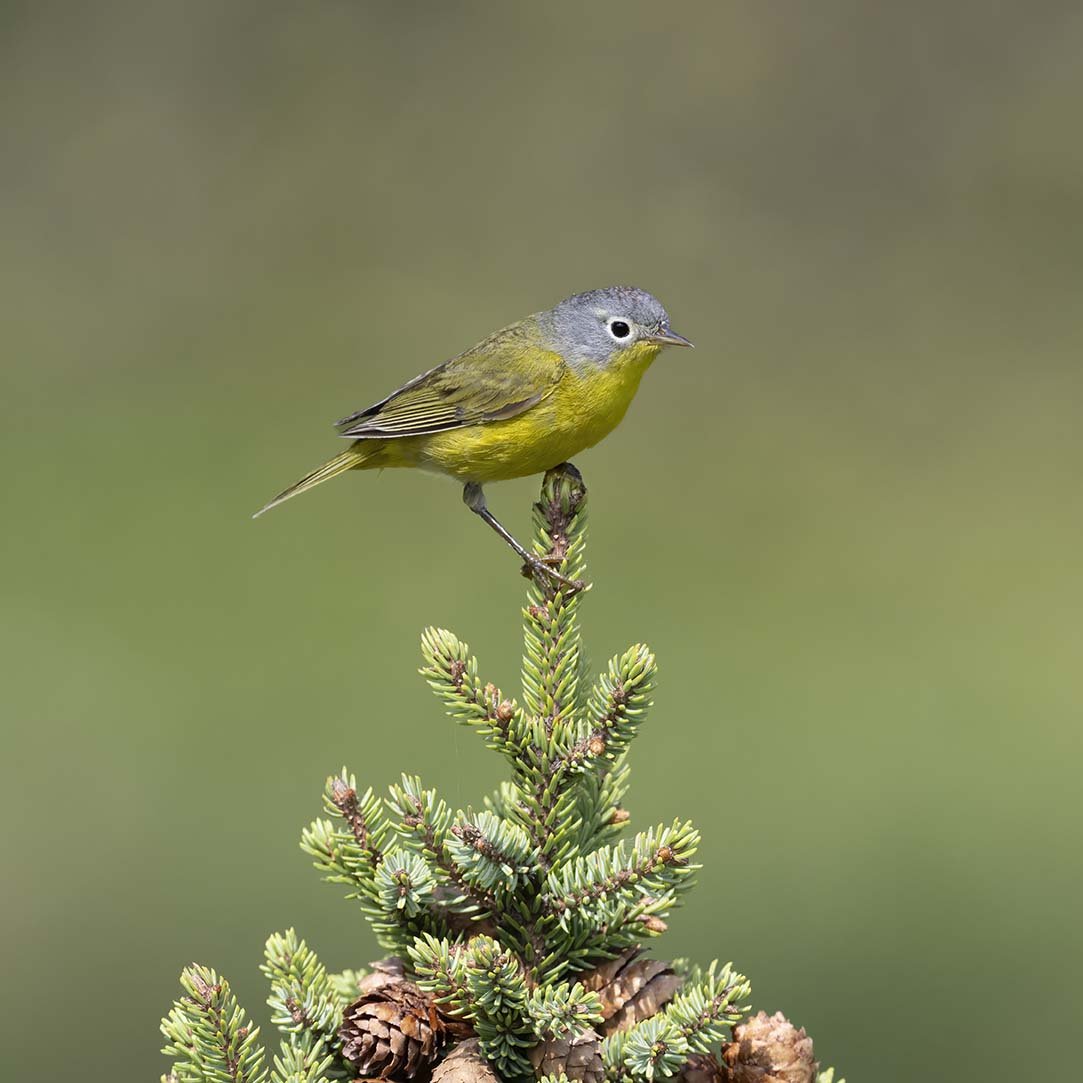Nashville_Warbler_Z092373.JPG