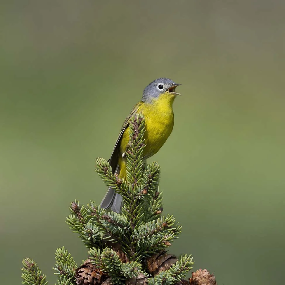 Nashville_Warbler_Z092429.JPG
