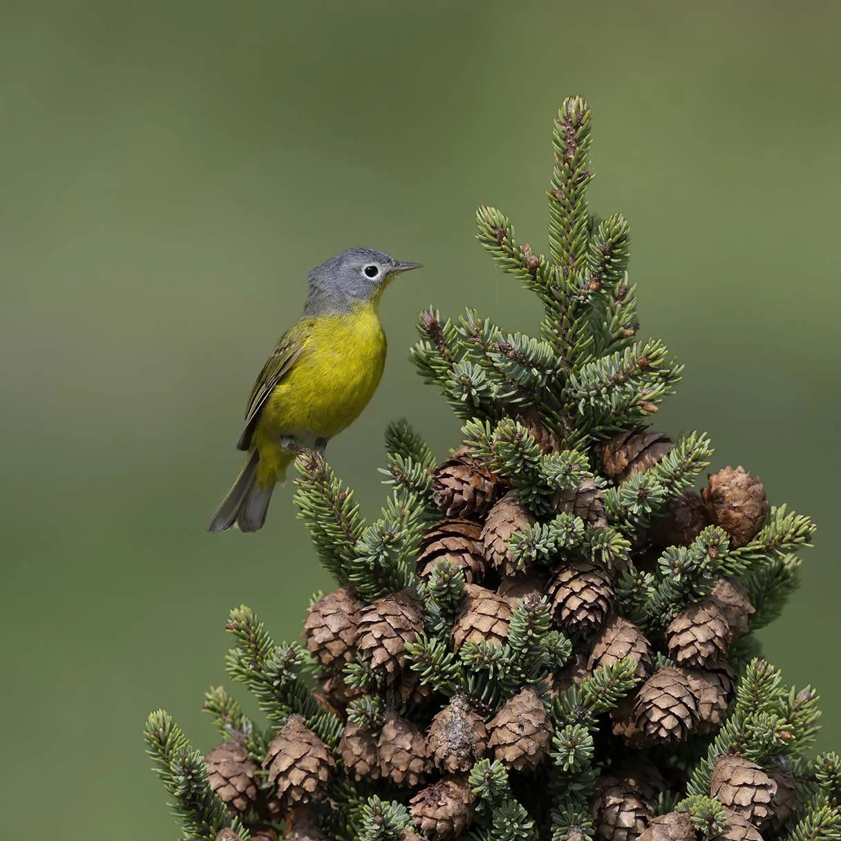 Nashville_Warbler_Z092483.JPG