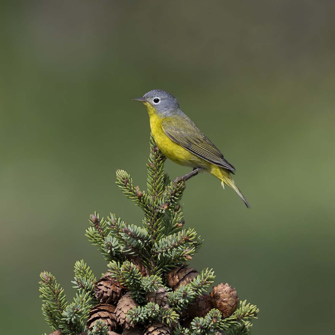 Nashville_Warbler_Z092543.JPG