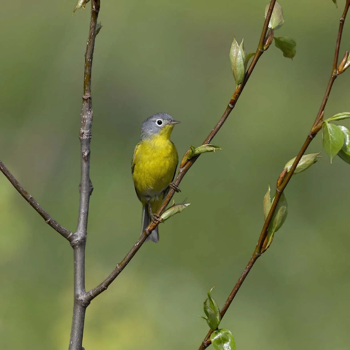 Nashville_Warbler_Z092555.JPG