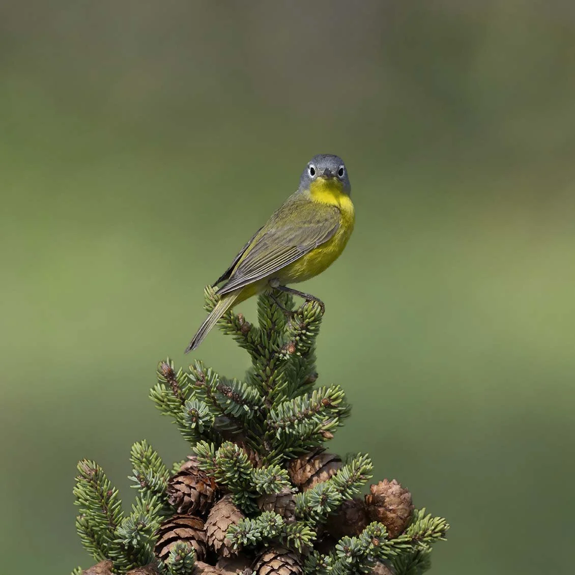 Nashville_Warbler_Z092625.JPG