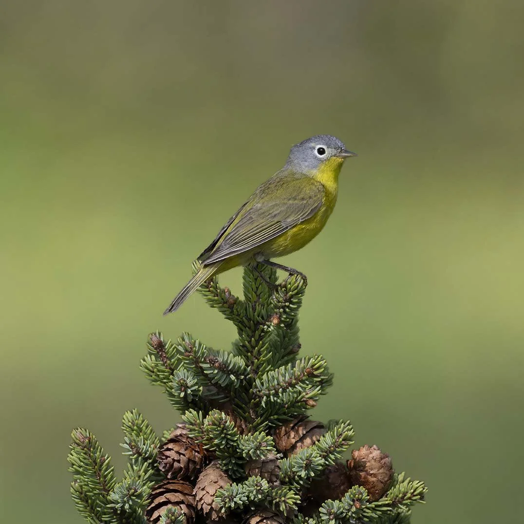 Nashville_Warbler_Z092636.JPG