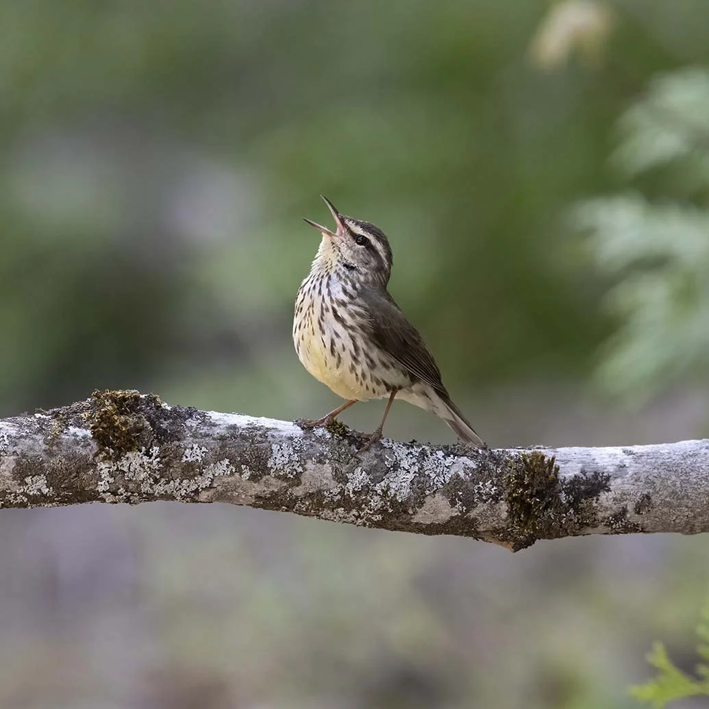 Northern_Waterthrush_Z091767.JPG