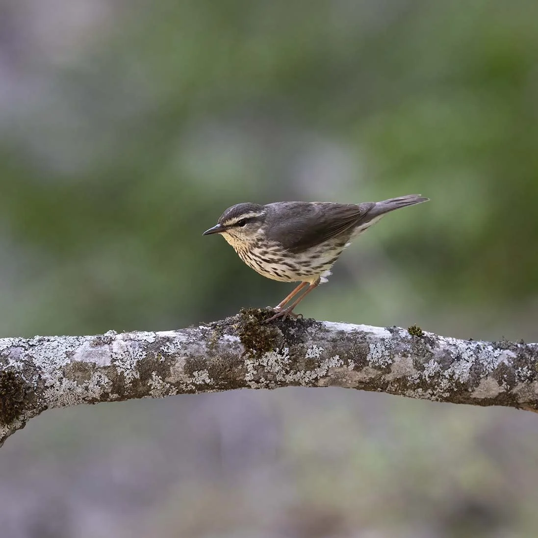 Northern_Waterthrush_Z091787.JPG