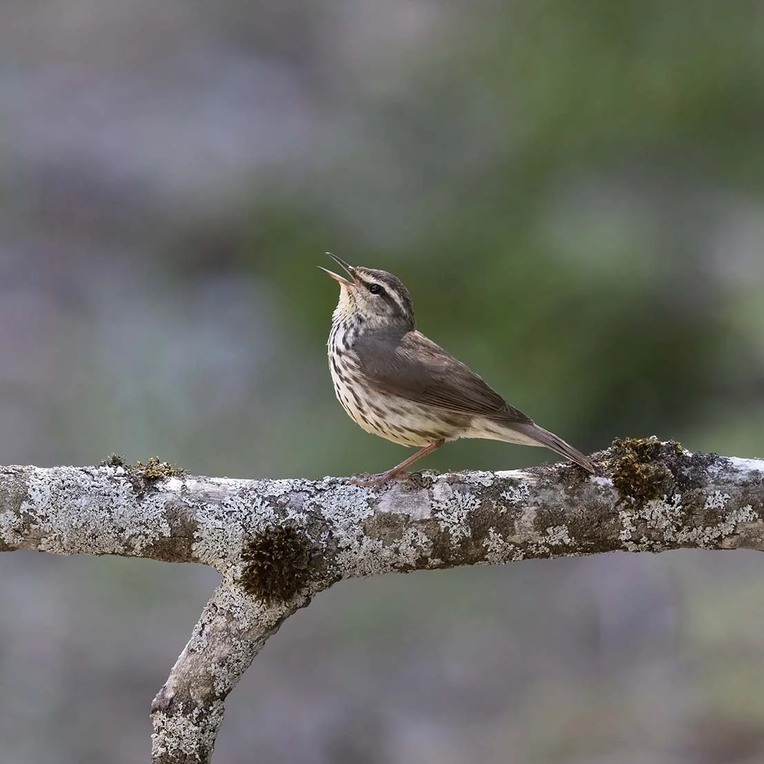 Northern_Waterthrush_Z091820.JPG