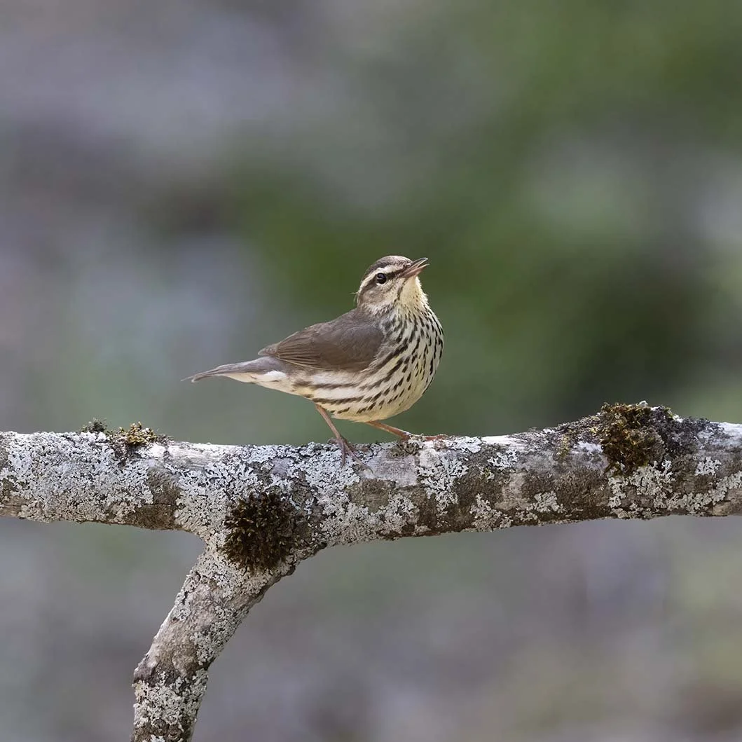 Northern_Waterthrush_Z091833.JPG