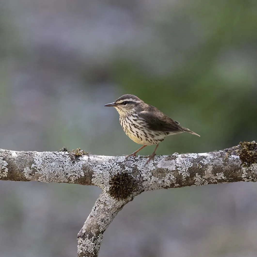 Northern_Waterthrush_Z091836.JPG