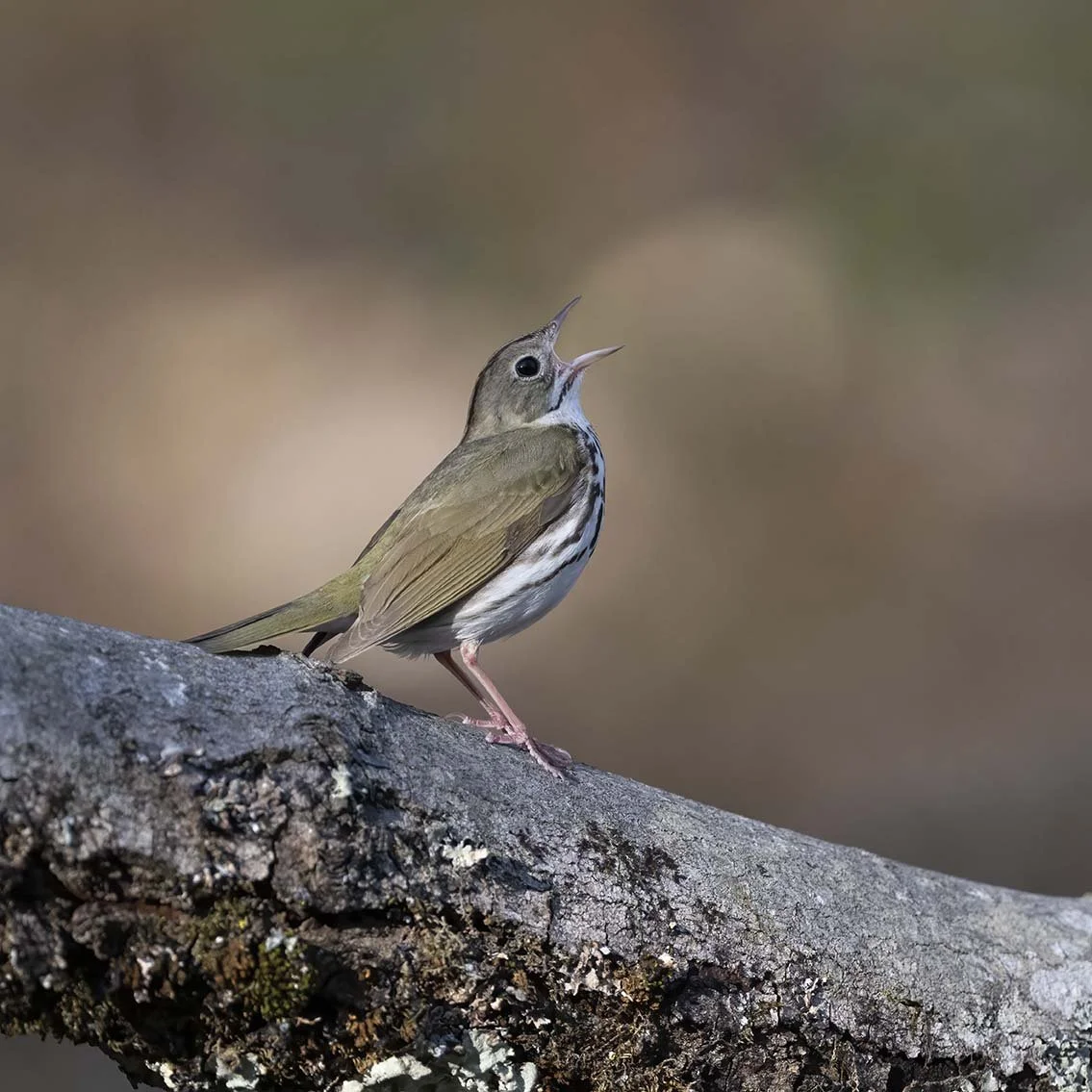 Ovenbird_Z092727.JPG