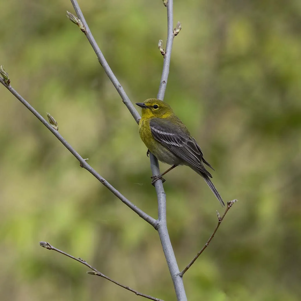 Pine_Warbler_Z092002.JPG