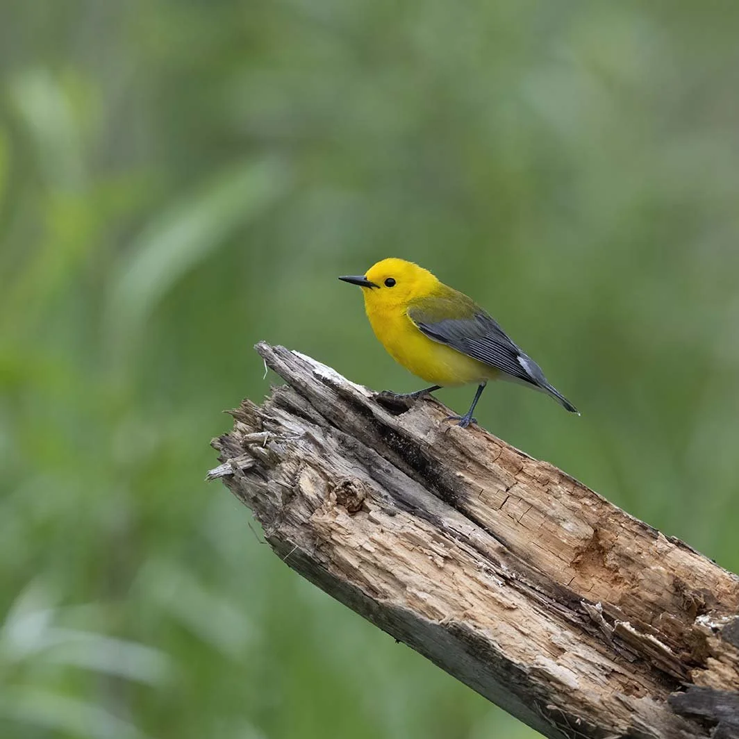 Prothonatory_Warbler_Z098430.JPG