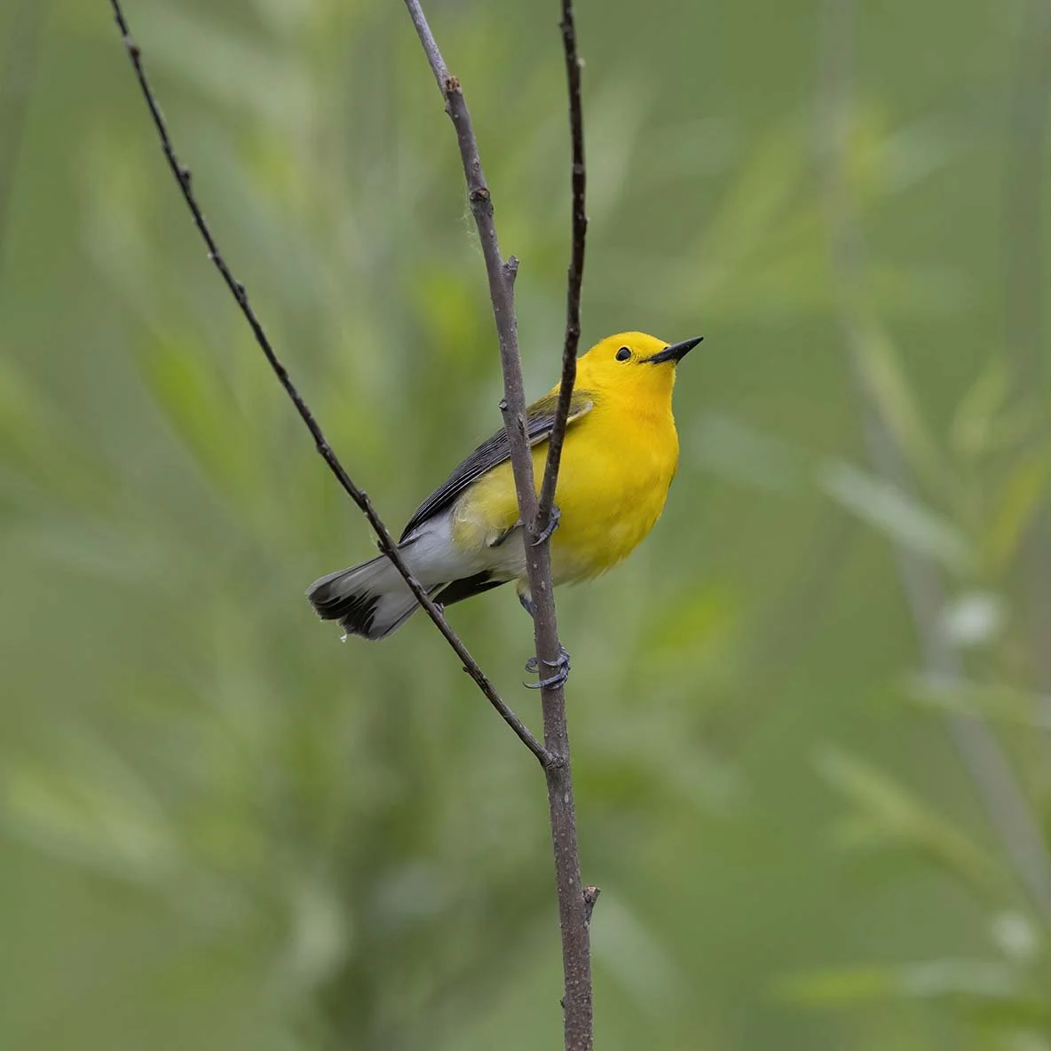 Prothonatory_Warbler_Z098435.JPG