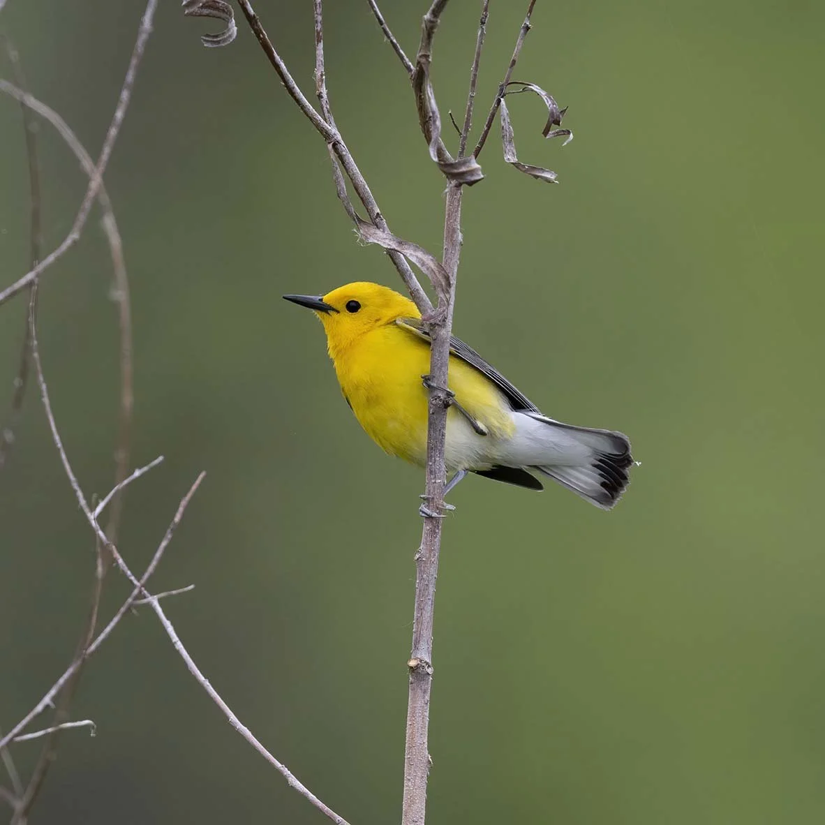 Prothonatory_Warbler_Z098455.JPG