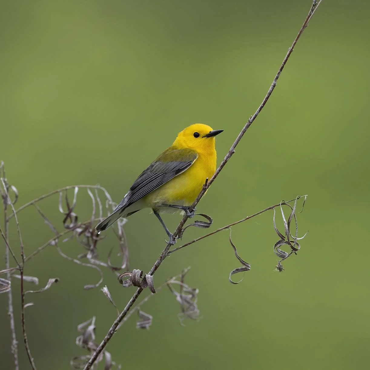 Prothonatory_Warbler_Z098500.JPG
