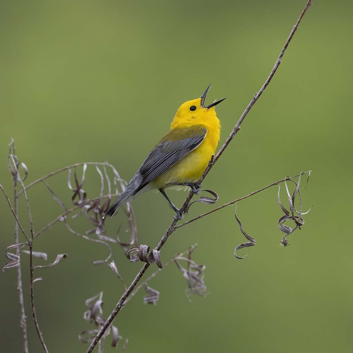Prothonatory_Warbler_Z098521.JPG