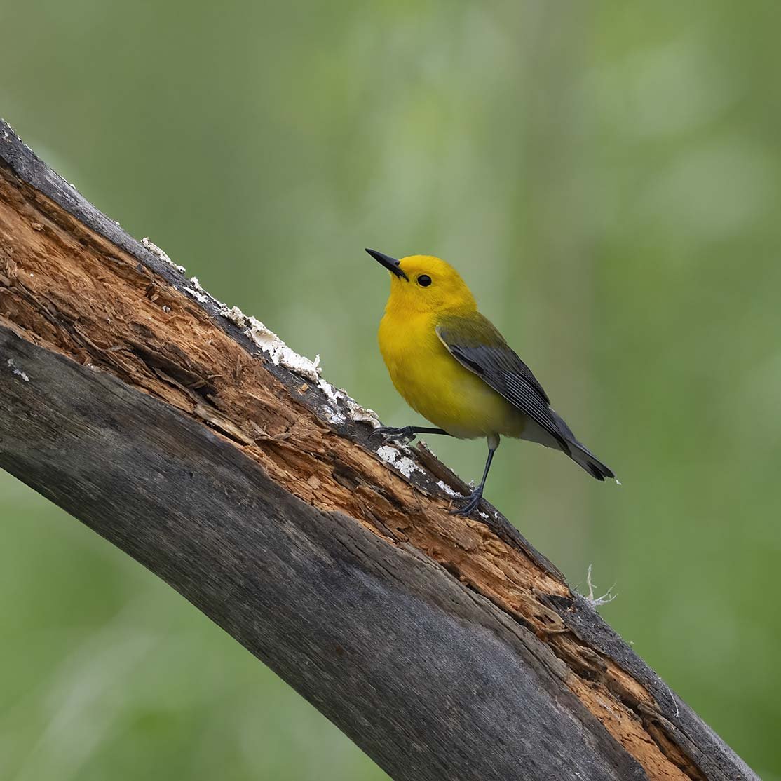 Prothonatory_Warbler_Z098540.JPG
