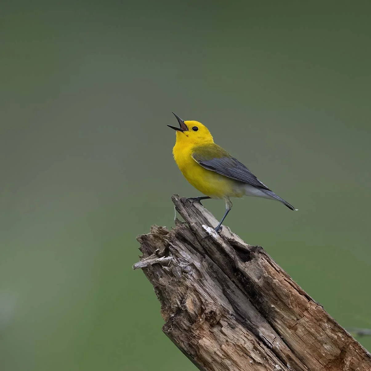 Prothonatory_Warbler_Z098568.JPG