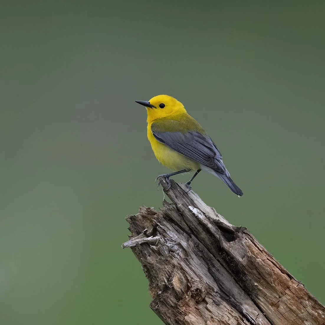 Prothonatory_Warbler_Z098587.JPG