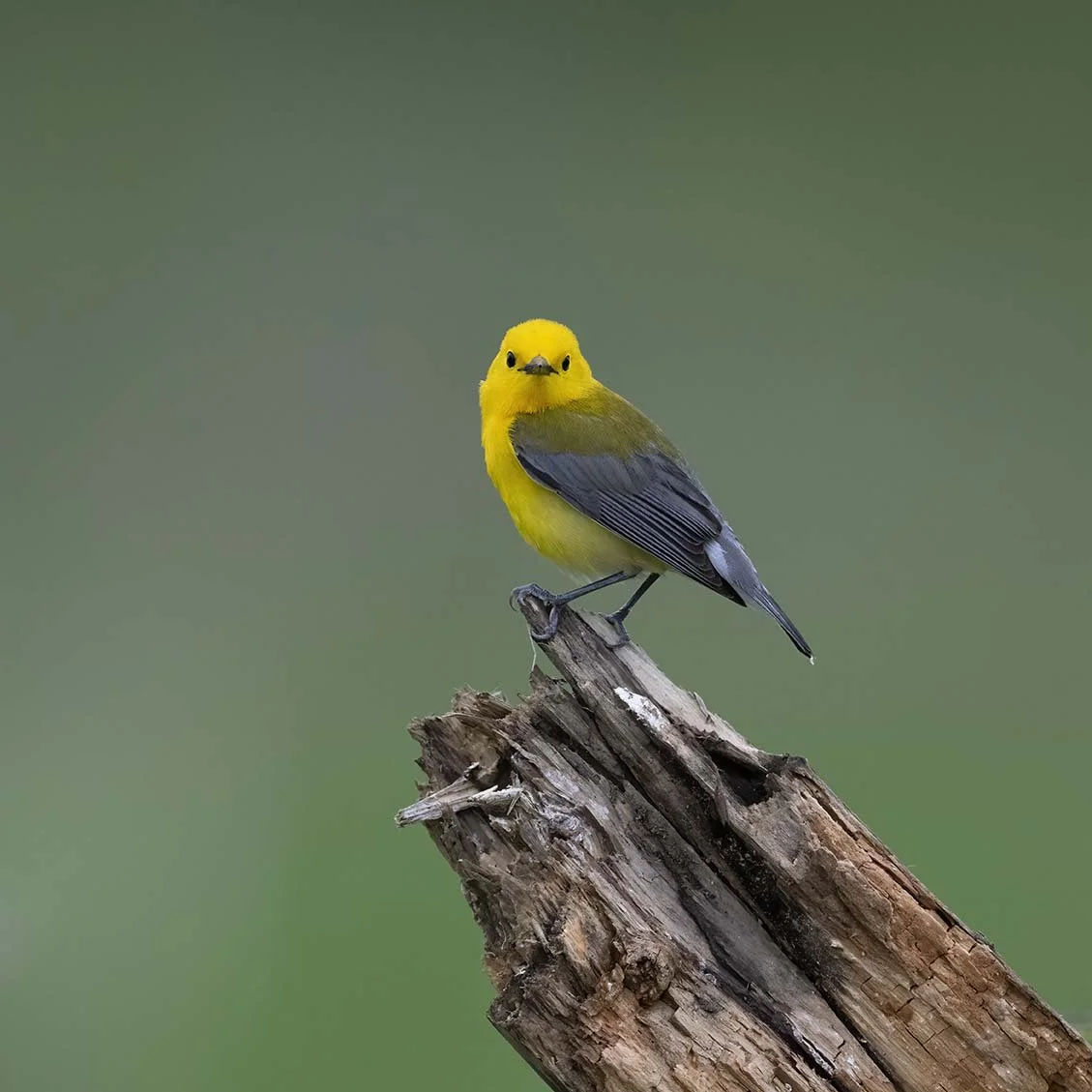 Prothonatory_Warbler_Z098597.JPG