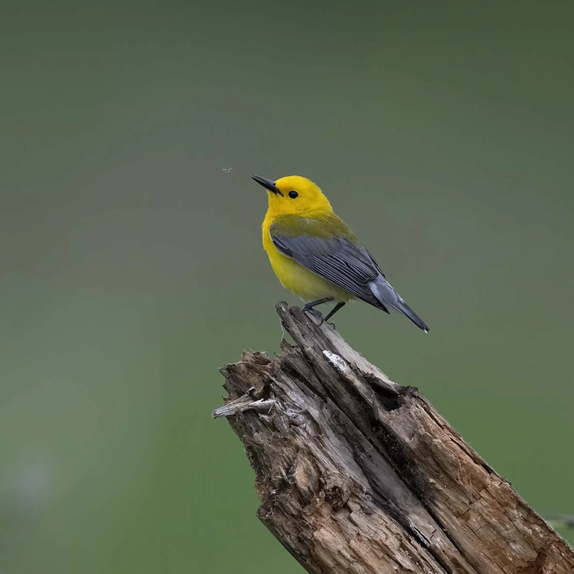 Prothonatory_Warbler_Z098646.JPG