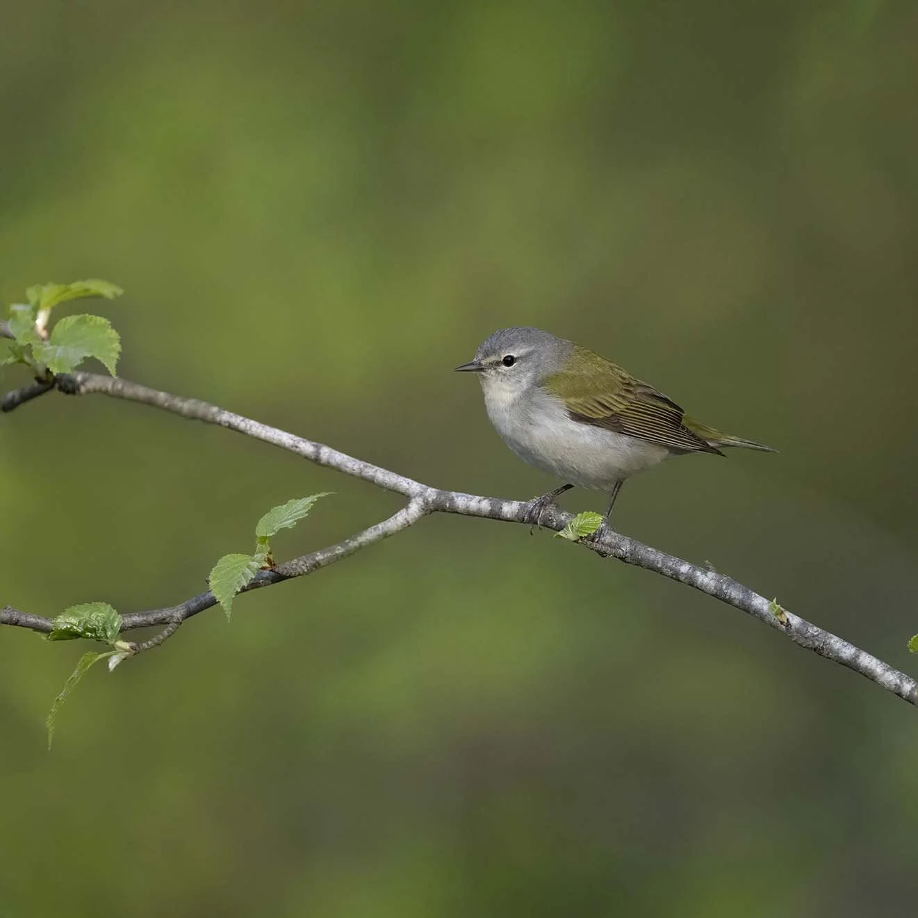 Tennessee_Warbler_Z090824.JPG